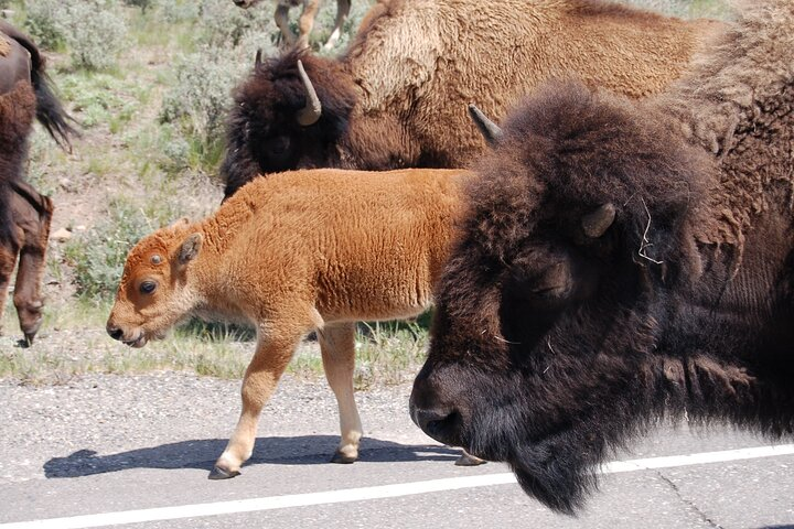 Yellowstone Grand Tour: See All Yellowstone In One Day - Photo 1 of 10